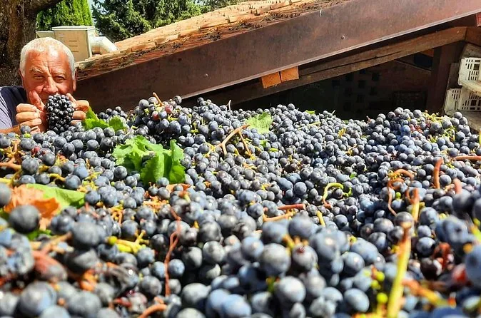 Freshly picked bunches of dark Sangiovese grapes in a harvest bin